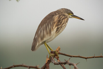Portrait of a pond heron at Bhigwan bird sanctuary, India