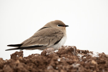 little pratincole at Bhigwan bird sanctuary, Maharashtra