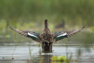 Northern Shoveler spreading its wings while bathing at Bhigwan bird sanctuary, India
