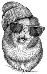 black and white engrave isolated guinea pig illustration