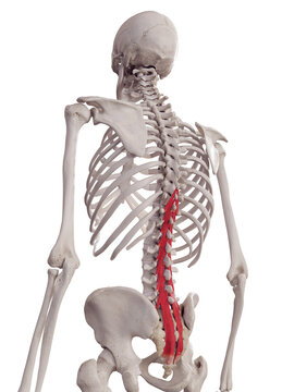 3d rendered medically accurate muscle illustration of the multifidus