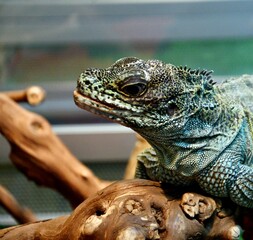 The sail lizard (Latin. Hydrosaurus) is a genus of lizards from the Agamaceae family