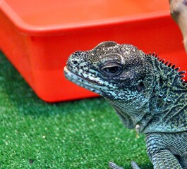 The sail lizard (Latin. Hydrosaurus) is a genus of lizards from the Agamaceae family