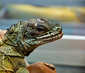 The sail lizard (Latin. Hydrosaurus) is a genus of lizards from the Agamaceae family