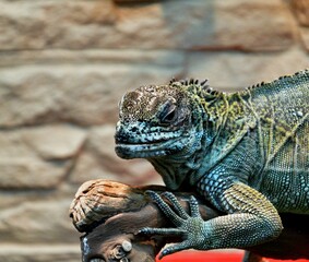 The sail lizard (Latin. Hydrosaurus) is a genus of lizards from the Agamaceae family