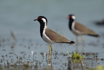 Red-wattled Lapwings at Bhigwan bird sanctuary Maharashtra