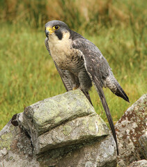 Peregrine falcon perched on a lichen covered rock in natural moorland habitat.  Close up, facing left.  Scientific name: Falco Peregrinus. Copy space.