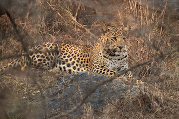 Leopard resting on the rock at Jhalana National Reserve, Jaipur