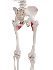 3d rendered medically accurate muscle illustration of the pectineus