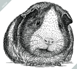 black and white engrave isolated guinea pig vector illustration