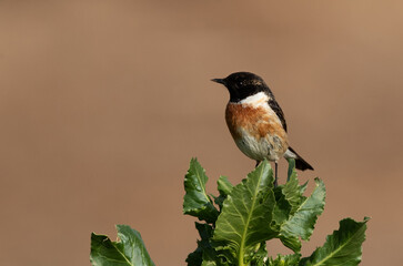 Portrait of a Stonechat perched on green at Buri, Bahrain