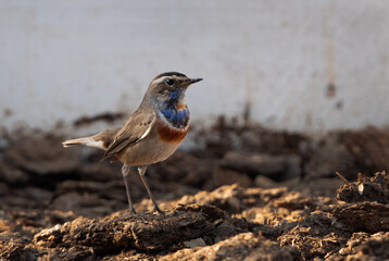 Bluethroat at Buri farm, Bahrain