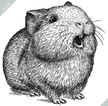 black and white engrave isolated guinea pig vector illustration