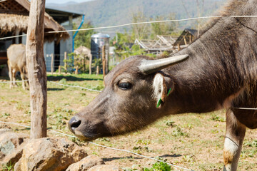 Fototapeta premium Close up portrait of buffalo on local dairy farm in mountains in north part of Laos.