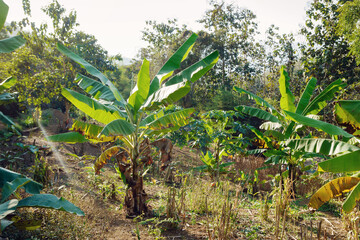 Obraz premium Banana trees plantation in January. Luang Prabang province, Laos.