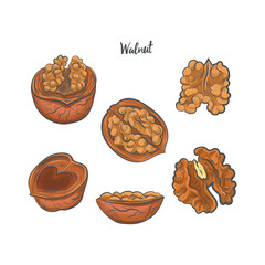 Walnut sketch vector illustration.