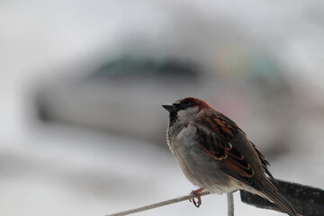 Sparrow sits on the edge of the balcony rope.
