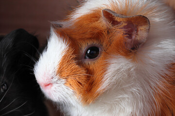 The guinea pig looks at you with its own eyes.