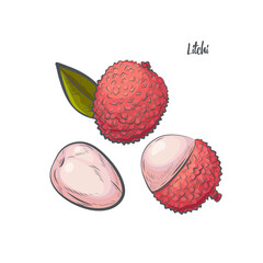 Litchi fruit sketch vector illustration.