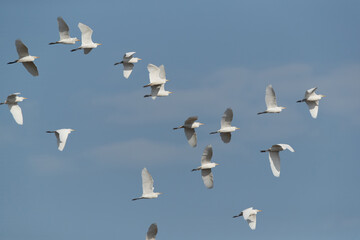 Cattle Egrets in flight at Buri farm, Bahrain