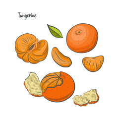 Tangerine fruit sketch vector illustration.