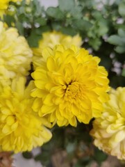 yellow chrysanthemum in the garden
