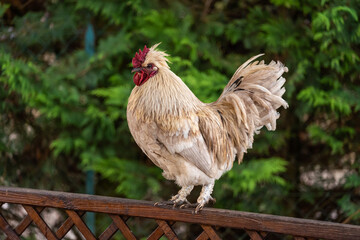 Naklejka na ściany i meble White rooster on a wooden railing.