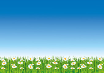 Spring vector wallpaper with blue sky and fresh green grass. Daisies.	