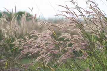 Grass flowers in the meadow against green trees in daylight