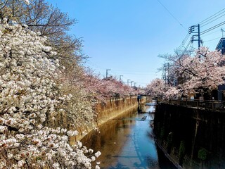 桜と空と川