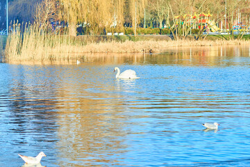 Swans swim on the summer lake Kaliningrad.
