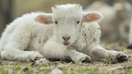 Obraz premium ostern: 