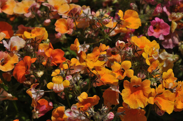 Season flowers in Kashmir