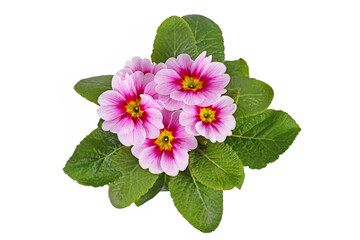 Top view of pink 'Primula Acaulis' primrose flowers in bloom on white background