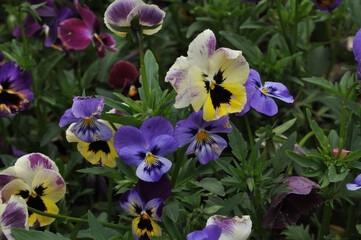 Season flowers in Kashmir