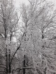 Beautiful winter. Forest on a snowy winter day