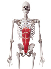 3d rendered medically accurate muscle illustration of the rectus abdominis