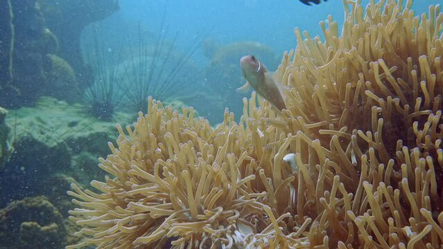 Skunk Anemonefish .  ID: Thin White Line, Running From The Snout. Hiding In The Anemone.