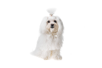 Beautiful and cute white bichon maltese dog over isolated background. Studio shoot of purebreed bichon puppy.