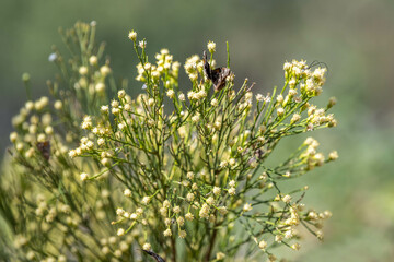 An Orange Checkered Skipper in Tucson, Arizona