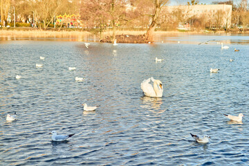 Swans swim on the summer lake Kaliningrad.