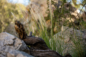 An overlooking view of nature in Tucson, Arizona