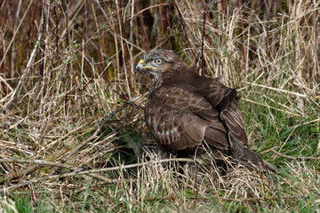 Common buzzard // Mäusebussard (Buteo buteo)
