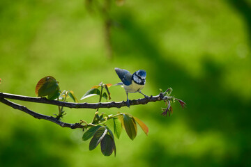 Blaumeise im Walnussbaum