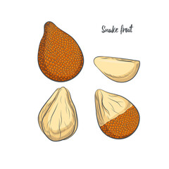 Snake fruit sketch vector illustration.