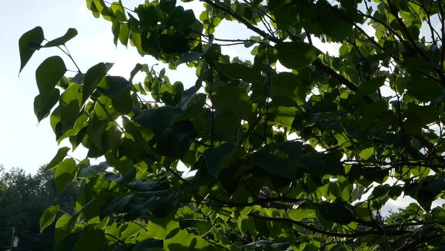 Sun being blocked in and out of leaves gimbal