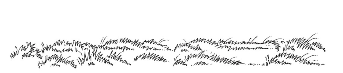 Dense thickets of meadow grass. Wild field plants. Outline sketch. Hand drawing is isolated on a white background. Vector - obrazy, fototapety, plakaty