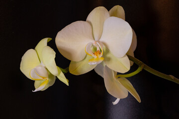 Two blooming flowers on a shoot of a white orchid