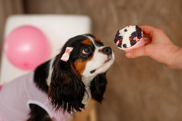 Birthday for a dog of breed Cavalier King Charles Spaniel. Happy dog eats delicious cake and licks...