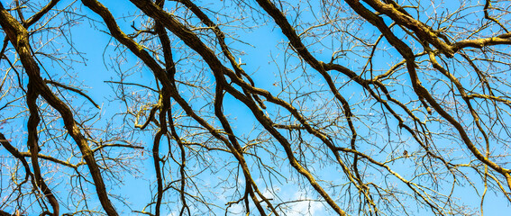 delicate branches against a blue morning sky